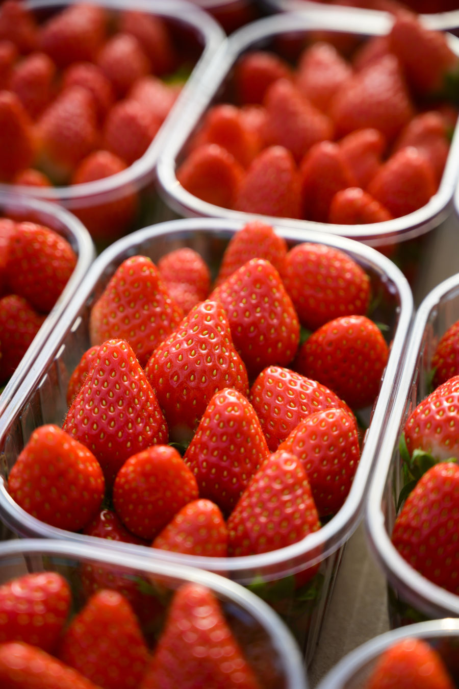 Fraises Label Rouge du Lot-et-Garonne