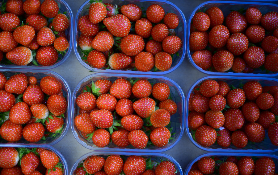 Fraises Label Rouge du Lot-et-Garonne
