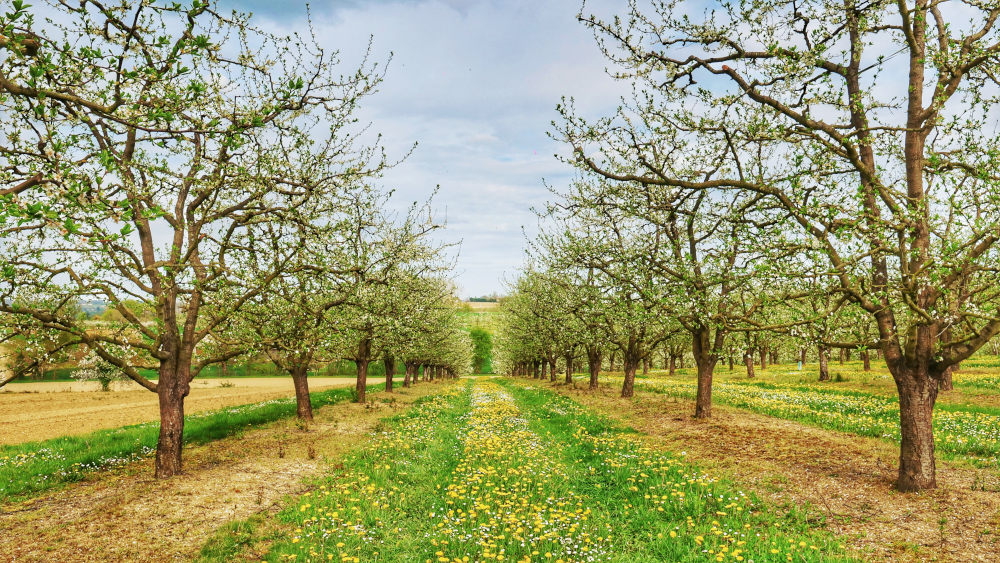 Vergers de Pruniers Vergers de Pruniers