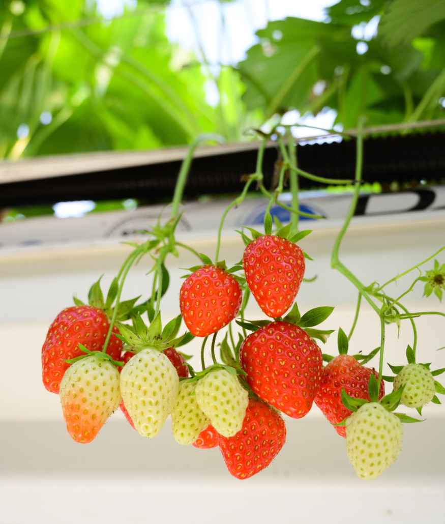 Culture de fraises hors sol