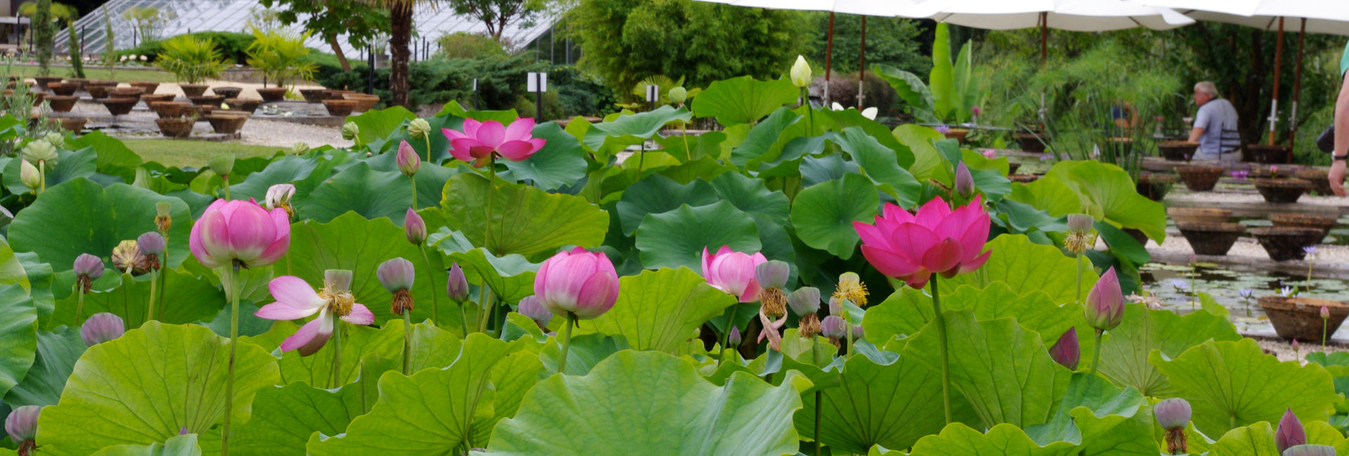 Jardin des Nénuphars Latour-Marliac