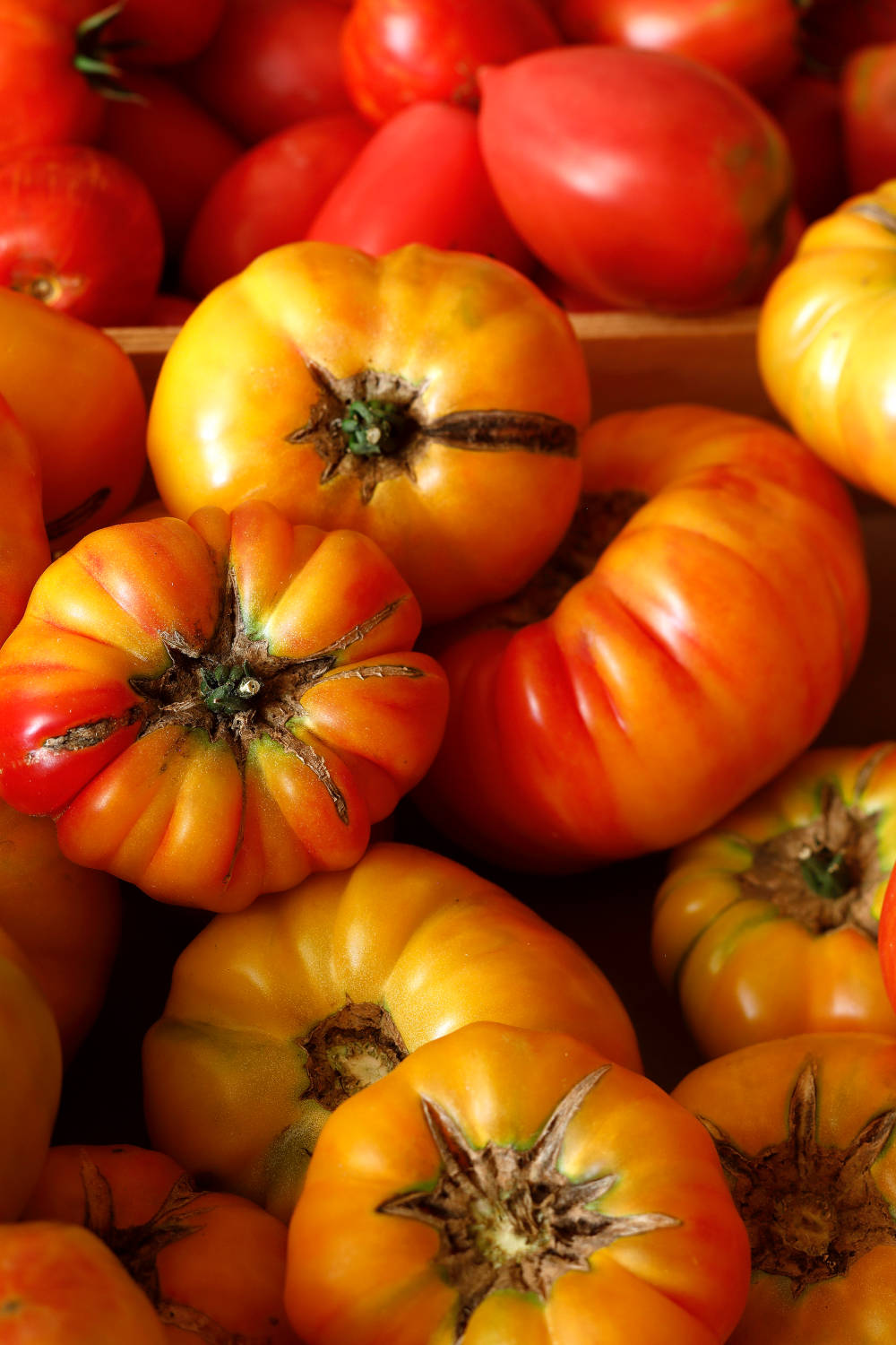 La Tomate de Marmande