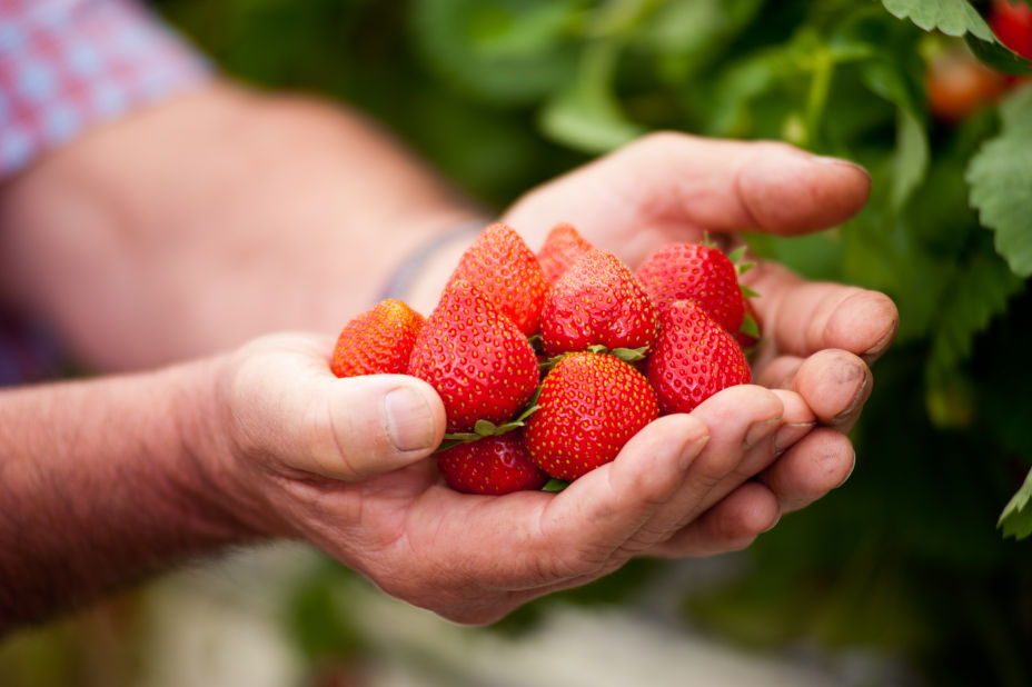 Fraises du Lot-et-Garonne