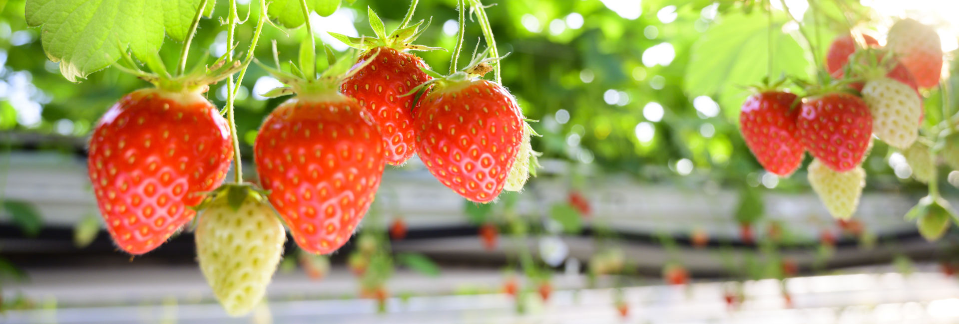 Fraises du Lot-et-Garonne © AIFLG