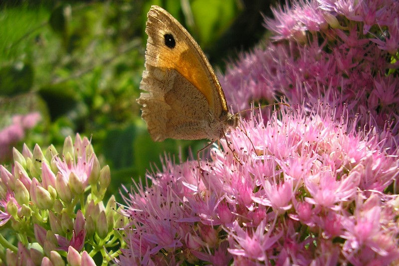 Au jardin de Montfleuri