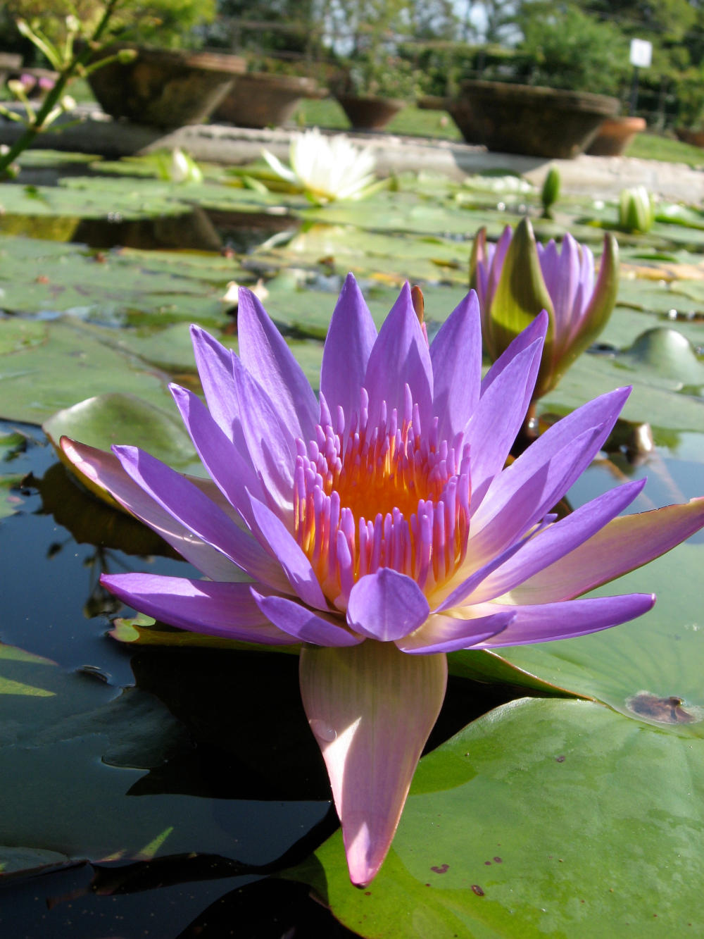 Jardin des nénuphars Latour-Marliac