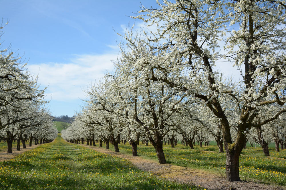 Pruniers en Vallée du Lot Pruniers en Vallée du Lot