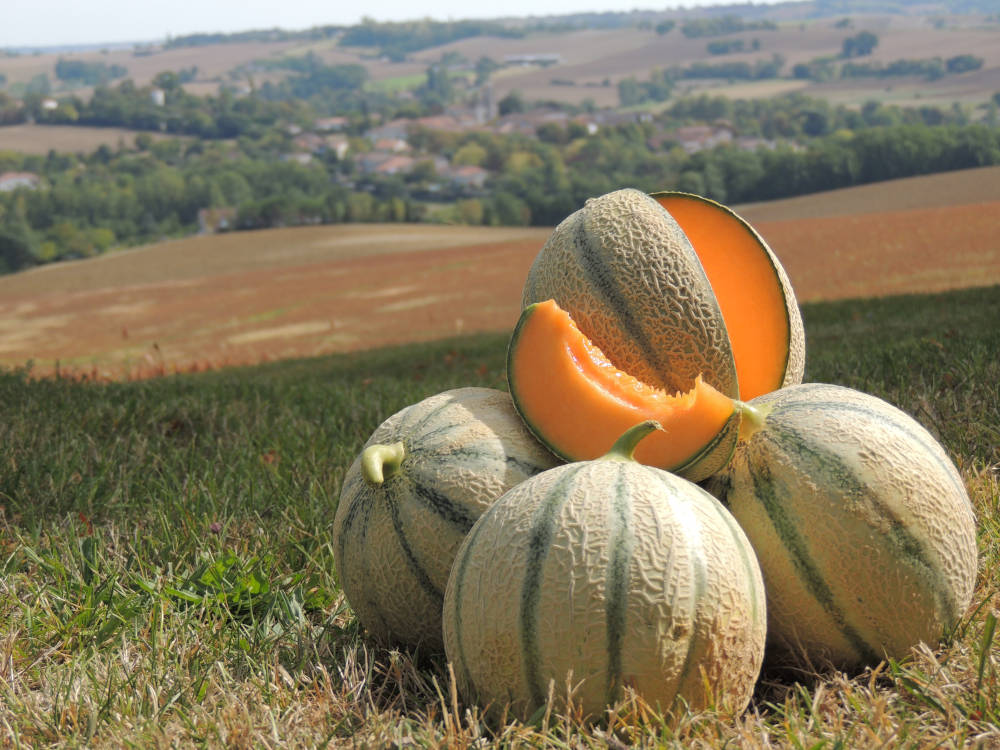 Melons de Nérac