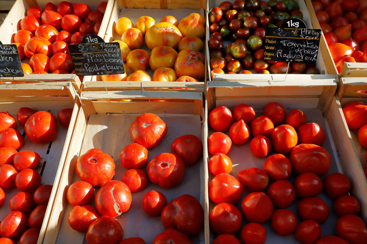 Tomates plein champs sur le marché de Duras